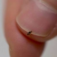 which bugs kill fleas