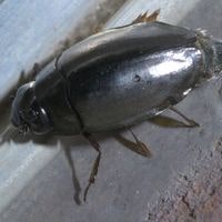 whirligig beetle
