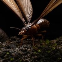 why do flying termites eat wood