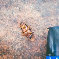 why does killing a cockroach attracts more