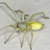 yellow sac spiders in house