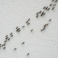 ants suddenly appear outside