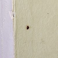 bed bug on wall during day