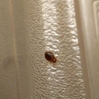 bed bug on wall