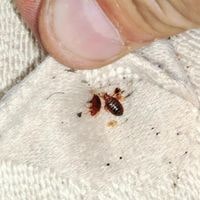 bed bugs in the room