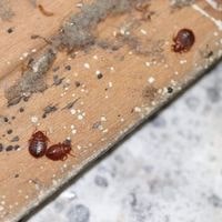 can an exterminator get rid of bed bugs