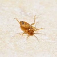dead bed bugs at home
