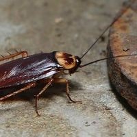 do roaches like the cold weather