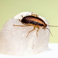 do roaches like the cold
