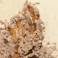 do termites come back after treatment