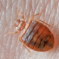 does heat treatment work for bed bugs