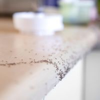 get rid of ants on kitchen counter