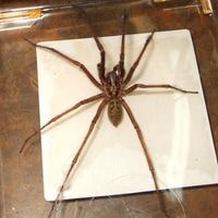get rid of hobo spiders in your home