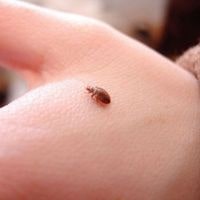 heat treatment for bed bugs