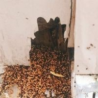 how do drywood termites enter home