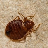 how long does it take for a bed bug to mature