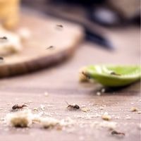 how to get rid of ants on kitchen counter