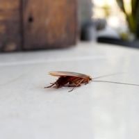 how to prevent roaches from entering your home