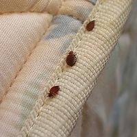 If One Room Has Bed Bugs Do They All