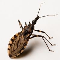 kissing bugs hiding in a home