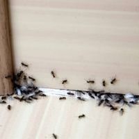 natural remedy for ants in kitchen