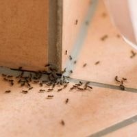 natural remedy for ants