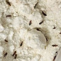 pantry bugs at home