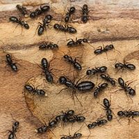 things that attract carpenter ants