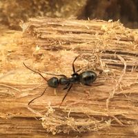 what attracts carpenter ants
