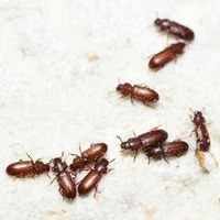 what causes pantry bugs
