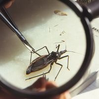where do kissing bugs hide in a home
