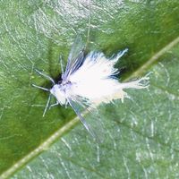 white flying bugs that look like cotton