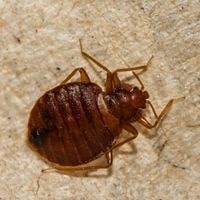will bleach kill bed bugs at home