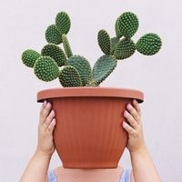 how to care for a cactus indoors