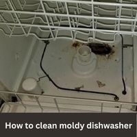 How to clean moldy dishwasher 2023